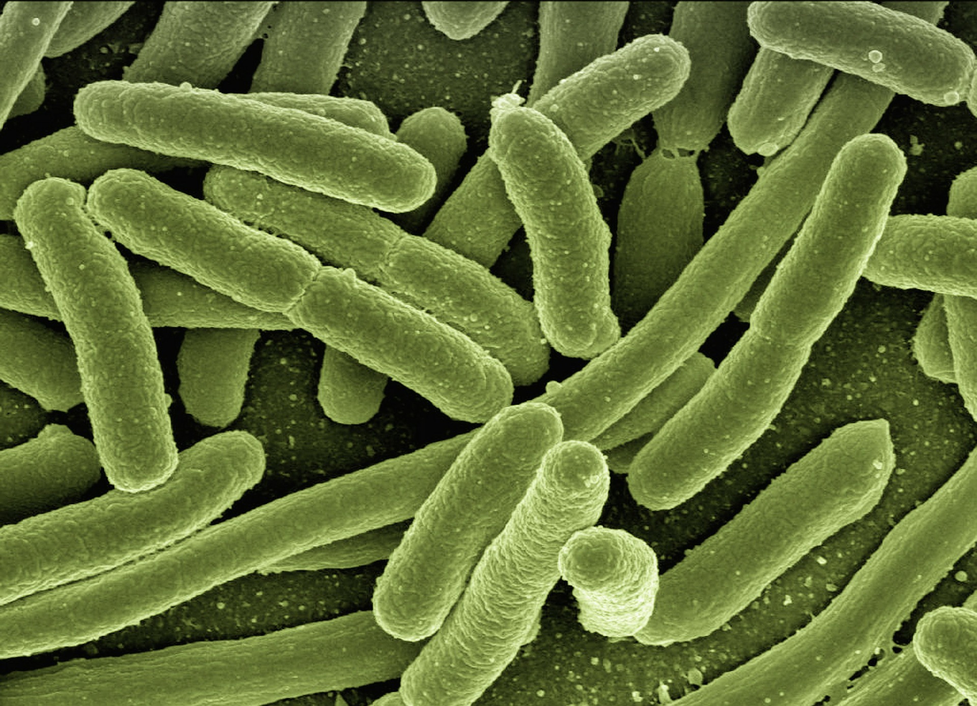 Przyczyny chorób – bakterie